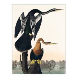 Artery8 John James Audubon Framed Wall Art Print Black Bellied Darter Bird in White - Size: A4 - thumbnail 3