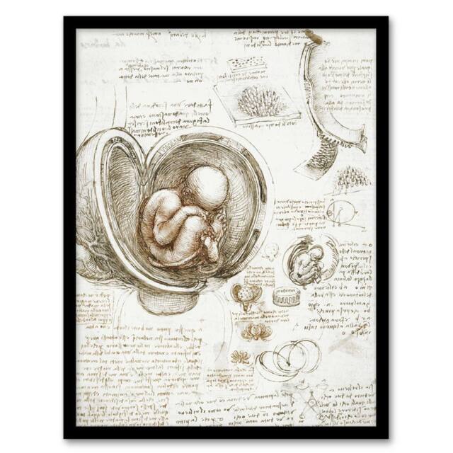 Artery8 Studies of the Foetus in the Womb da Vinci Framed Wall Art Print in Beige - Size: A4 - image 1