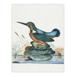 Artery8 Common Kingfisher Vintage Illustration Bolton Framed Wall Art Print - Size: A4 - thumbnail 3