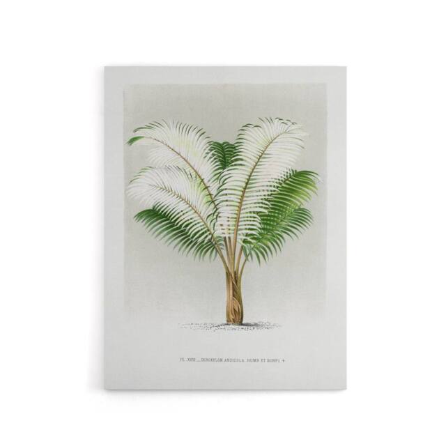 "Artery8 Ceroxylon Anticola Palm Tree Kerchove Canvas Wall Art Print in White - Size: W12"" x H16""" - image 1