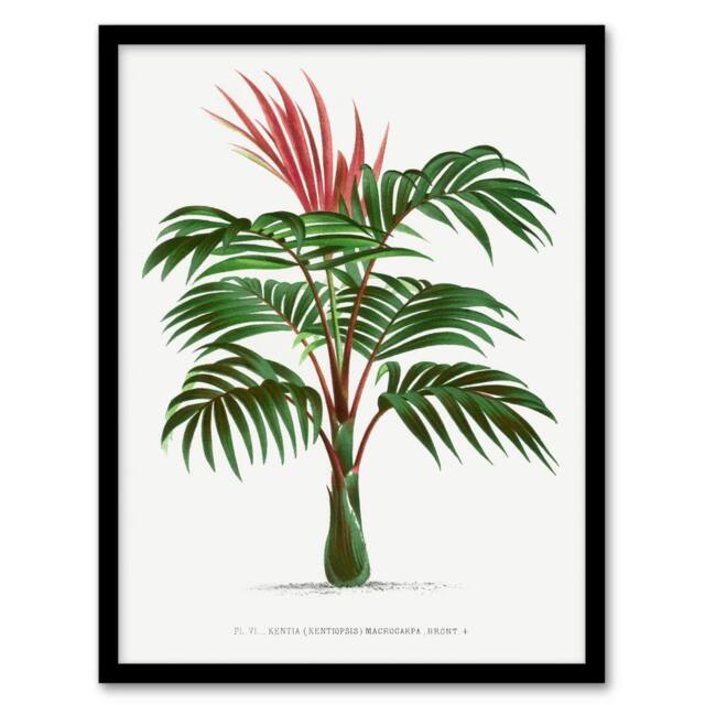 Artery8 Oswald de Kerchove Framed Wall Art Kentiopsis Macrocarpa Palm Tree in White - Size: A4 - image 1