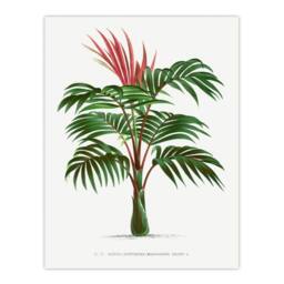 Artery8 Oswald de Kerchove Framed Wall Art Kentiopsis Macrocarpa Palm Tree in White - Size: A4 - thumbnail 3