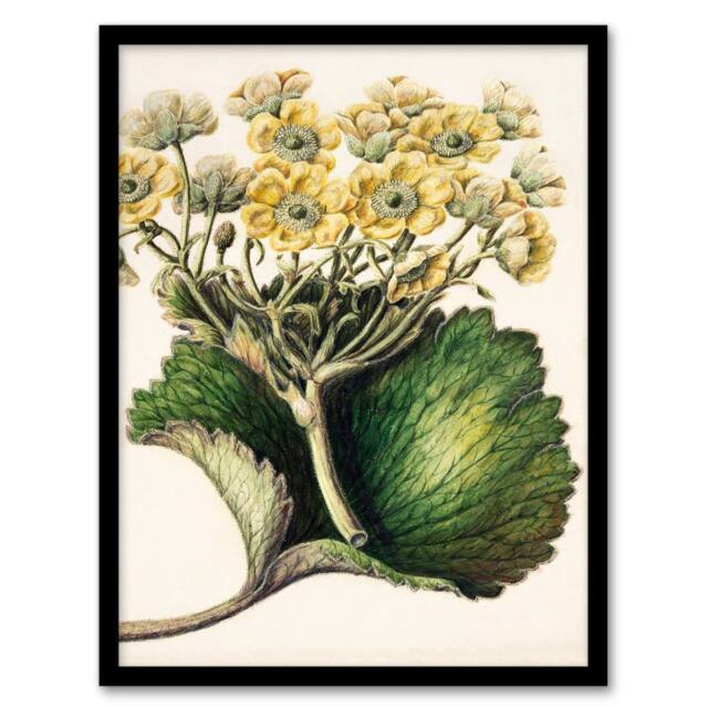 Artery8 Sarah Featon Framed Wall Art New Zealand Korikori Buttercup Flower in Beige - Size: A4 - image 1