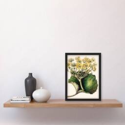 Artery8 Sarah Featon Framed Wall Art New Zealand Korikori Buttercup Flower in Beige - Size: A4 - thumbnail 2