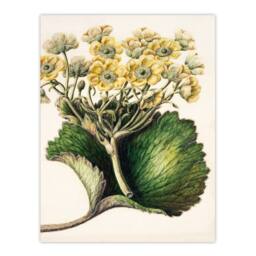 Artery8 Sarah Featon Framed Wall Art New Zealand Korikori Buttercup Flower in Beige - Size: A4 - thumbnail 3