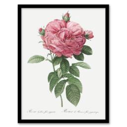 Artery8 Giant Gallica Rose Floral Redoute Vintage Framed Wall Art Print in White - Size: A4 - thumbnail 1