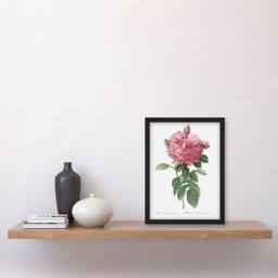 Artery8 Giant Gallica Rose Floral Redoute Vintage Framed Wall Art Print in White - Size: A4 - thumbnail 4