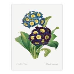 Artery8 Pierre Joseph Redoute Framed Wall Art Vintage Floral Primula Auricula in White - Size: A4 - thumbnail 3