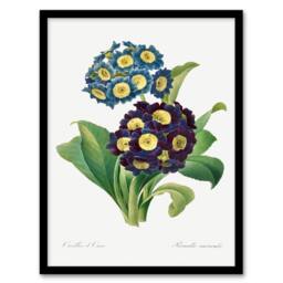 Artery8 Pierre Joseph Redoute Framed Wall Art Vintage Floral Primula Auricula in White - Size: A4 - thumbnail 1