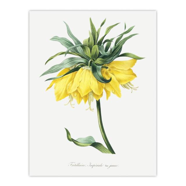 "Artery8 Yellow Crown Imperial Flower Redoute Vintage Wall Art Print Poster in White - Size: W12"" x H16""" - image 1
