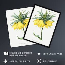 "Artery8 Yellow Crown Imperial Flower Redoute Vintage Wall Art Print Poster in White - Size: W12"" x H16""" - thumbnail 2