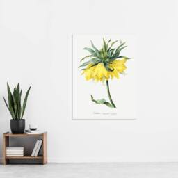 "Artery8 Yellow Crown Imperial Flower Redoute Vintage Wall Art Print Poster in White - Size: W12"" x H16""" - thumbnail 4