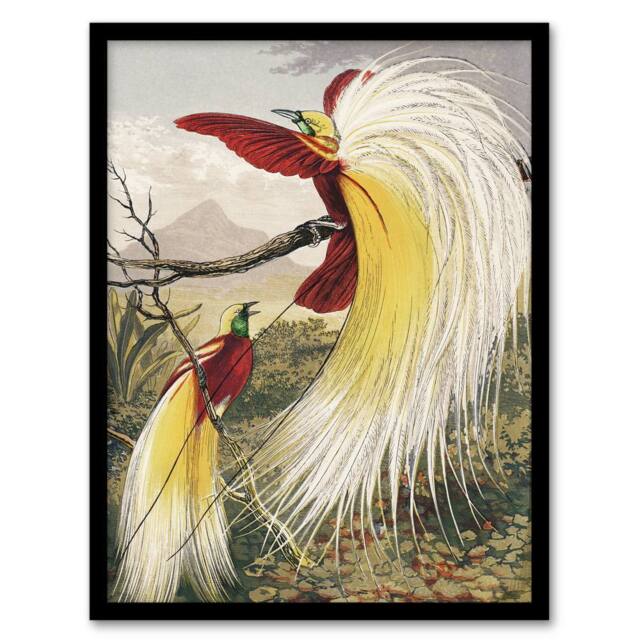 "Artery8 Bird Paradise Exotic B. Fawcett Vintage Framed Wall Art Print - Size: W12"" x H16""" - image 1