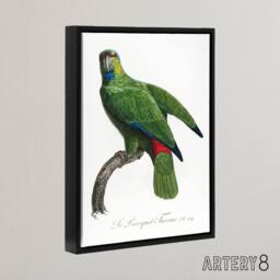 "Artery8 The Festive Amazon Parrot Levaillant Framed Canvas Wall Art Print in White - Size: W18"" x H24""" - thumbnail 2