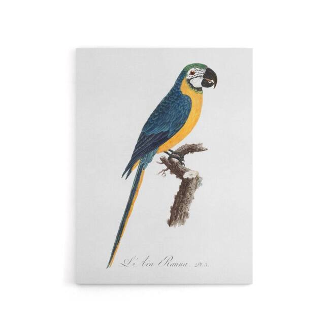 "Artery8 Blue & Yellow Macaw Parrot Levaillant Canvas Wall Art Print in White - Size: W24"" x H32""" - image 1