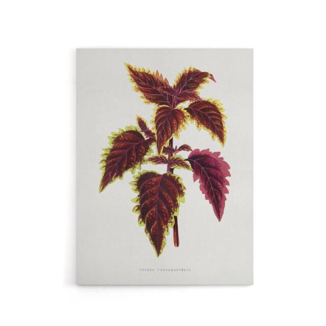 "Artery8 AF Lydon Benjamin Fawcett Red Coleus Plant Leaf Canvas Wall Art Print in White - Size: W12"" x H16""" - image 1
