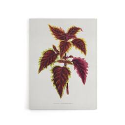 "Artery8 AF Lydon Benjamin Fawcett Red Coleus Plant Leaf Canvas Wall Art Print in White - Size: W12"" x H16""" - thumbnail 1