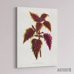 "Artery8 AF Lydon Benjamin Fawcett Red Coleus Plant Leaf Canvas Wall Art Print in White - Size: W12"" x H16""" - thumbnail 2