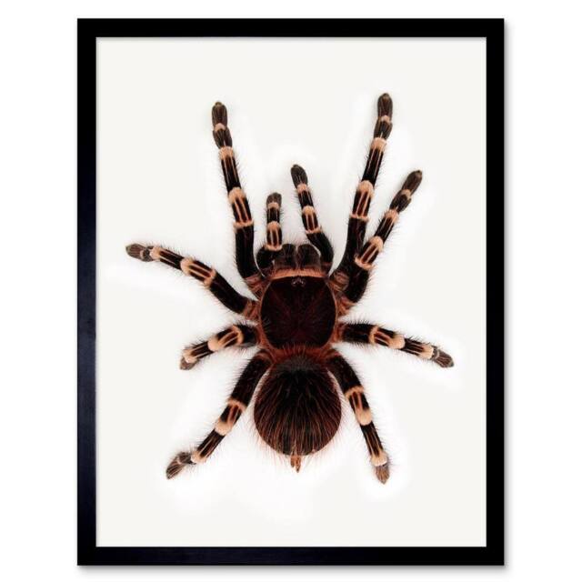 "Artery8 Redknee Tarantula Spider Arachnid Home Decor 12x16"" Framed Art Print in Brown - Size: W12"" x H16""" - image 1