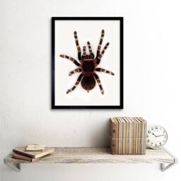 "Artery8 Redknee Tarantula Spider Arachnid Home Decor 12x16"" Framed Art Print in Brown - Size: W12"" x H16""" - thumbnail 2