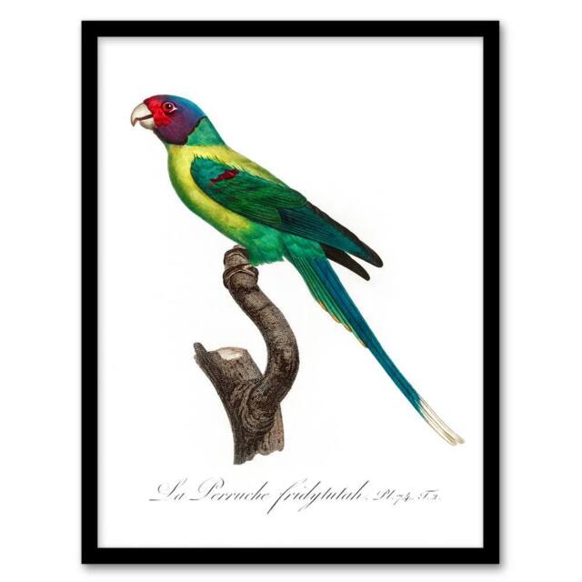 Artery8 Francois Levaillant Framed Wall Art Print The Plum Headed Parakeet in White - Size: A4 - image 1