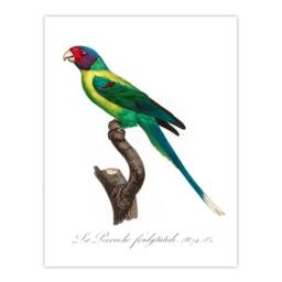 Artery8 Francois Levaillant Framed Wall Art Print The Plum Headed Parakeet in White - Size: A4 - thumbnail 3