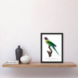 Artery8 Francois Levaillant Framed Wall Art Print The Plum Headed Parakeet in White - Size: A4 - thumbnail 2