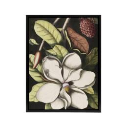 "Artery8 Laurel Tree Magnolia Altissima Flower Catesby Framed Canvas Wall Art - Size: W12"" x H16""" - thumbnail 1