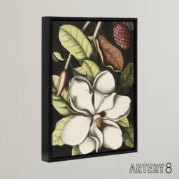 "Artery8 Laurel Tree Magnolia Altissima Flower Catesby Framed Canvas Wall Art - Size: W12"" x H16""" - thumbnail 2