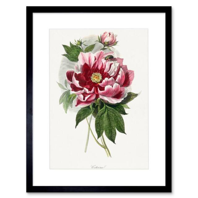 "Wee Blue Coo Pink Red Peony Bloom Flowers Floral Classic Pretty Framed Art Print in Green - Size: W12"" x H16""" - image 1