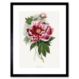 "Wee Blue Coo Pink Red Peony Bloom Flowers Floral Classic Pretty Framed Art Print in Green - Size: W12"" x H16""" - thumbnail 1