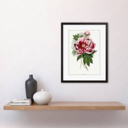 "Wee Blue Coo Pink Red Peony Bloom Flowers Floral Classic Pretty Framed Art Print in Green - Size: W12"" x H16""" - thumbnail 2