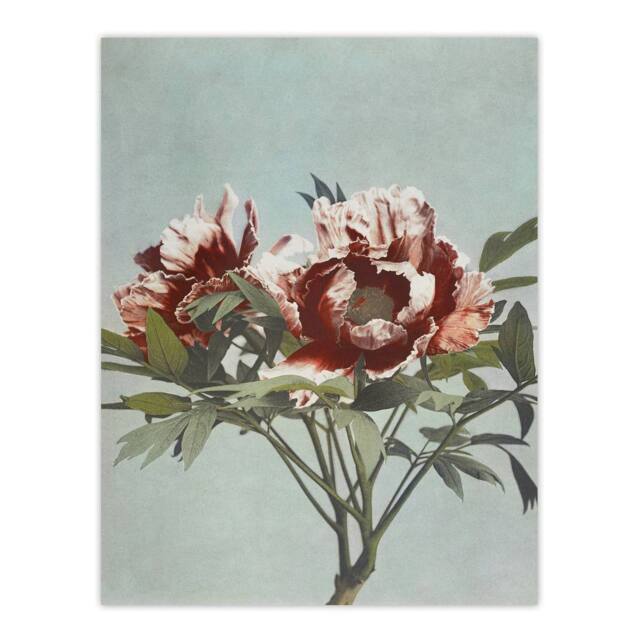 "Artery8 Tree Peonies Pink Flower Blooms Vintage Wall Art Print Kazumasa in Blue - Size: W12"" x H16""" - image 1