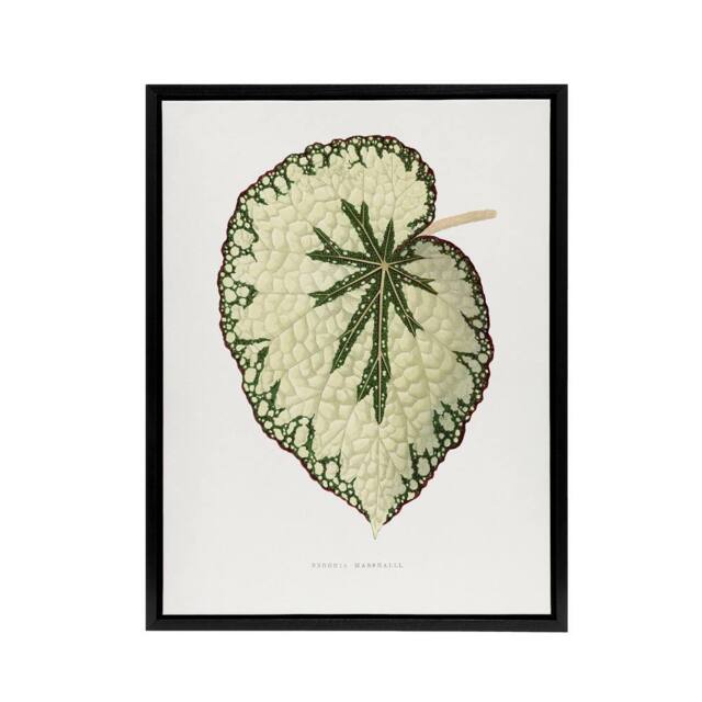 "Artery8 AF Lydon Benjamin Fawcett Begonia Marshall Leaf Framed Canvas Art in White - Size: W12"" x H16""" - image 1