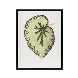 "Artery8 AF Lydon Benjamin Fawcett Begonia Marshall Leaf Framed Canvas Art in White - Size: W12"" x H16""" - thumbnail 1