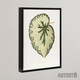 "Artery8 AF Lydon Benjamin Fawcett Begonia Marshall Leaf Framed Canvas Art in White - Size: W12"" x H16""" - thumbnail 2