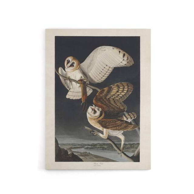 "Artery8 Birds of America Barn Owl Audubon Nature Canvas Wall Art in Grey - Size: W18"" x H24""" - image 1