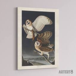 "Artery8 Birds of America Barn Owl Audubon Nature Canvas Wall Art in Grey - Size: W18"" x H24""" - thumbnail 2