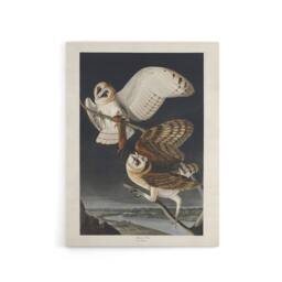 "Artery8 Birds of America Barn Owl Audubon Nature Canvas Wall Art in Grey - Size: W18"" x H24""" - thumbnail 1
