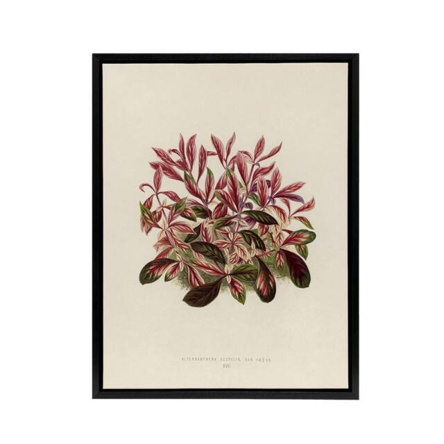"Artery8 Vintage Botanical Dwarf Copperleaf Fawcett Black Framed Canvas Art in Beige - Size: W18"" x H24""" - image 1