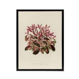 "Artery8 Vintage Botanical Dwarf Copperleaf Fawcett Black Framed Canvas Art in Beige - Size: W18"" x H24""" - thumbnail 1