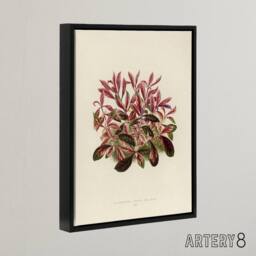 "Artery8 Vintage Botanical Dwarf Copperleaf Fawcett Black Framed Canvas Art in Beige - Size: W18"" x H24""" - thumbnail 2