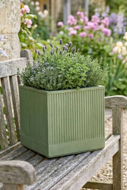 hanging fern plant Buy Nephrolepis exaltata, Boston fern (Hanging Basket) Plant online from  Nurserylive at lowest price