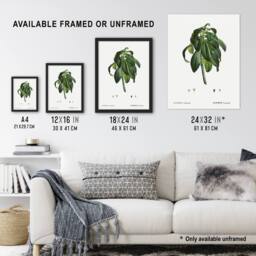 Artery8 Spurge Laurel Botanical Redoute Vintage Framed Wall Art Print in White - Size: A4 - thumbnail 3
