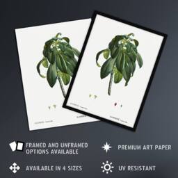 Artery8 Spurge Laurel Botanical Redoute Vintage Framed Wall Art Print in White - Size: A4 - thumbnail 2