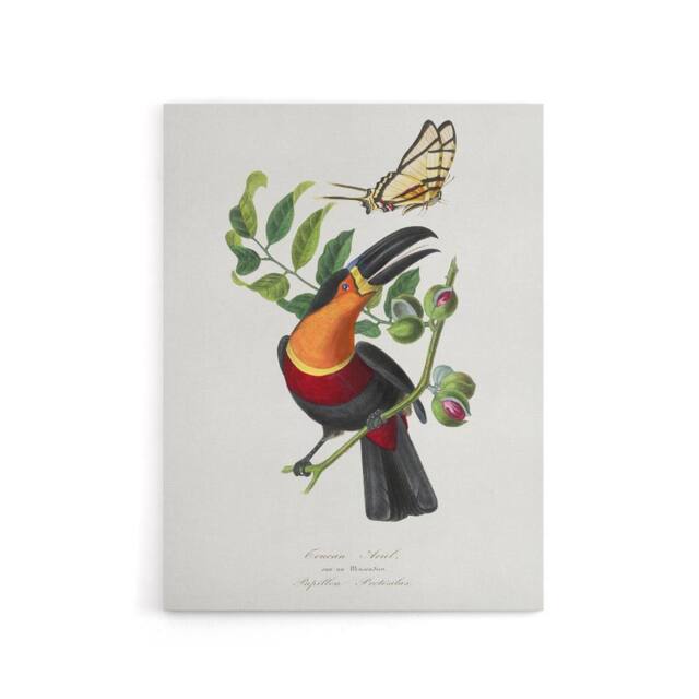 "Artery8 P Gervais Toucan & Butterfly Vintage Illustration Canvas Art Print in White - Size: W12"" x H16""" - image 1