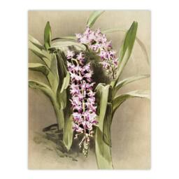 "Artery8 Frederick Sander Aerides Savageanum Orchid Flowers Wall Art Print - Size: W12"" x H16""" - thumbnail 1