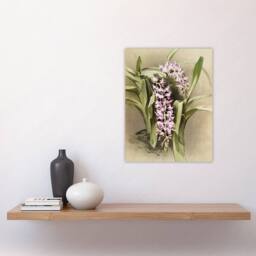 "Artery8 Frederick Sander Aerides Savageanum Orchid Flowers Wall Art Print - Size: W12"" x H16""" - thumbnail 4
