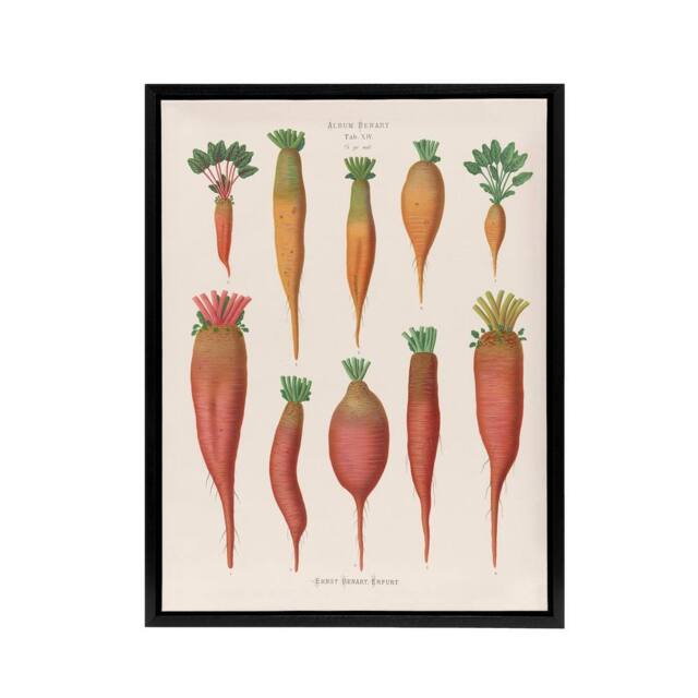 "Artery8 Mangold Wurzels Field Beet Ernst Benary Framed Canvas Wall Art Print in White - Size: W24"" x H32""" - image 1