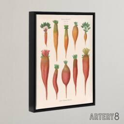 "Artery8 Mangold Wurzels Field Beet Ernst Benary Framed Canvas Wall Art Print in White - Size: W24"" x H32""" - thumbnail 2